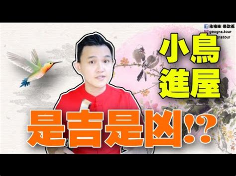 鳥飛進家裡代表什麼|【家裡出現鳥】家裡鳥進來有什麼好兆頭？自來鳥寓意大公開！